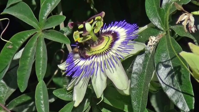 Butinage d'une fleur de Passiflore 01