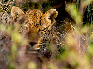Leopard looking at the camera