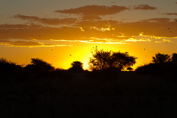 Fototapeta na wymiar Savana sunset