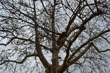 Tree branches against a gray sky