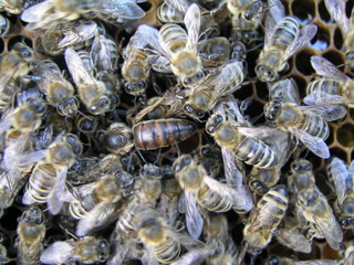 Queen bee in center. Honeybees in nest around queen bee.