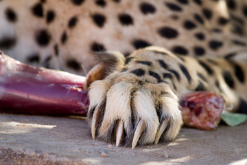 Cheetah paw grabing a piece of meat
