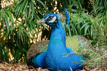 Obraz premium Peacock sitting in the forest