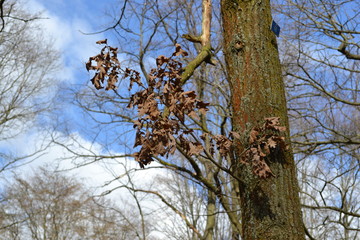 Dry leaves on a tree trunk