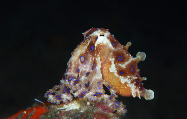 Incredible Underwater World - Hapalochlaena lunulata - Greater blue-ringed octopus. Diving and underwater photography. Tulamben, Bali, Indonesia.