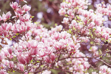 Beautiful magnolia tree blossom background