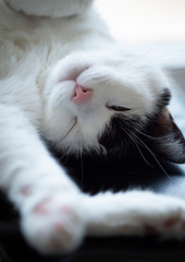 Naklejka premium Hauskatze schläft gemütlich auf dem Rücken