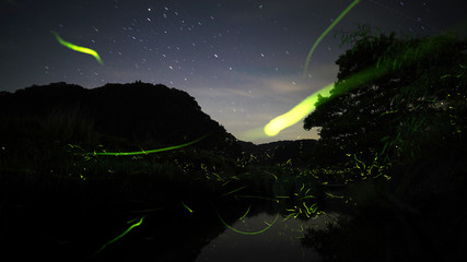 ホタルの乱舞