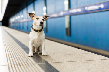 Hund wartet am Bahnhof auf Besitzer