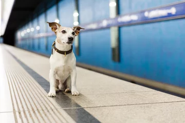 Papier Peint photo Lavable Chien fou chien en attente de propriétaire à la gare ferroviaire