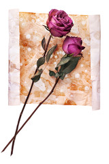 Two burgundy rose flowers on painted crumpled aged paper background close up isolated on white, holiday invitation or greeting card design, romantic vintage floral artistic arrangement, copy space