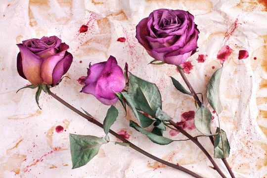 Three burgundy rose flowers on painted crumpled aged paper background close up, holiday invitation or greeting card design, romantic vintage floral artistic arrangement, celebration banner, copy space