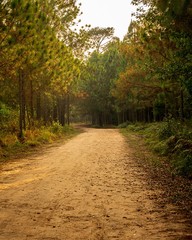 Nature pathway and sunlight in pine forest background