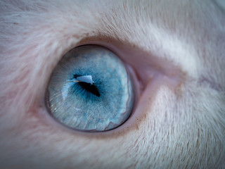 close up blue eye of white cat