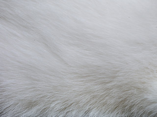 close up white cat fur plain background