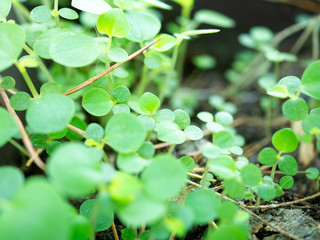 close up  small tree in a plant on ground