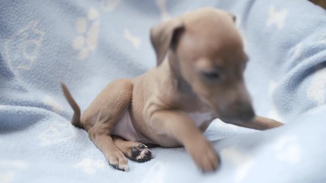 Cute male Italian greyhound pup showing his belly and paws in blue blanket lair