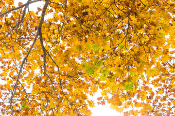 Yellow maple tree leaf on white background