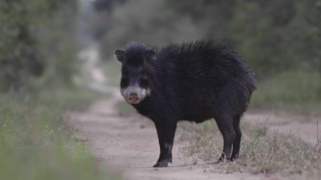 Panning right to left shot of a cute black Pecari, a wild pig specie of latin America, looking at the camera