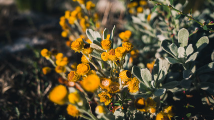 yellow flowers on a green background