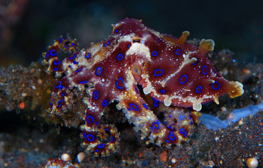 Incredible Underwater World - Hapalochlaena lunulata - Greater blue-ringed octopus. Diving and...