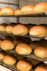 freshly baked burger buns on the rack - Image