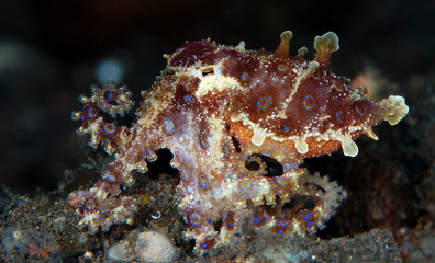 Incredible Underwater World - Hapalochlaena lunulata - Greater blue-ringed octopus. Diving and underwater photography. Tulamben, Bali, Indonesia.