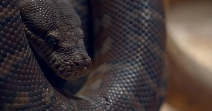 Close up of coiled Australian centralian python snake’s head