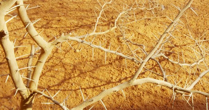 Spiky desert plant, Creosote bush, branch with sharp thorns over dry sand