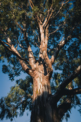 Obraz premium tree on blue sky