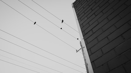 Power line wall and birds