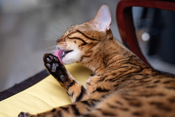 Naklejka premium Bengal cat licking himself