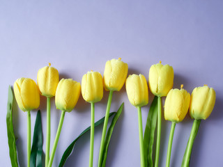 Obraz premium Yellow tulips on the purple background.