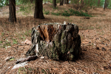 Old stump in the forest. The concept of cutting down trees, the disease of trees, the lungs of the planet.