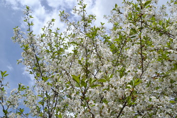 blossoming apple tree in spring