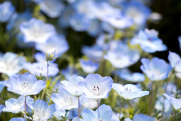 Closed up of Nemophila (Baby blue eyes) flower background