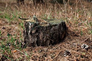 Old stump in the forest. The concept of cutting down trees, the disease of trees, the lungs of the planet.