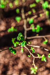 Hazelnut tree in the spring beginning