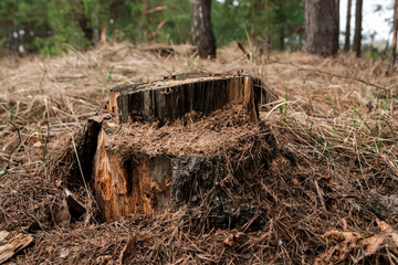 Old stump in the forest. The concept of cutting down trees, the disease of trees, the lungs of the planet.
