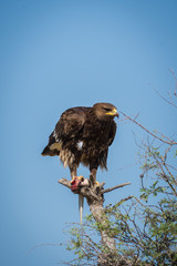 Greater spotted eagle or spotted eagle or Clanga clanga portrait sitting on perch at talchappar blackbuck sanctuary, India