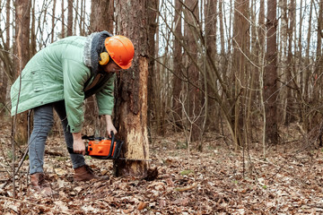 Logging, Worker in a protective suit with a chainsaw sawing wood. Cutting down trees, forest destruction. The concept of industrial destruction of trees, causing harm to the environment.