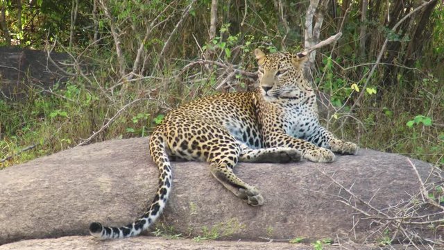 Leopard disturbed by parasites as well as safari jeep drivers in yala national park.