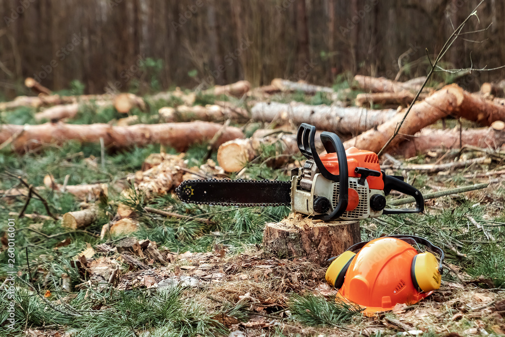 Wall mural Professional chainsaw close up, logging. Cutting down trees, forest destruction. The concept of industrial destruction of trees, causing harm to the environment.