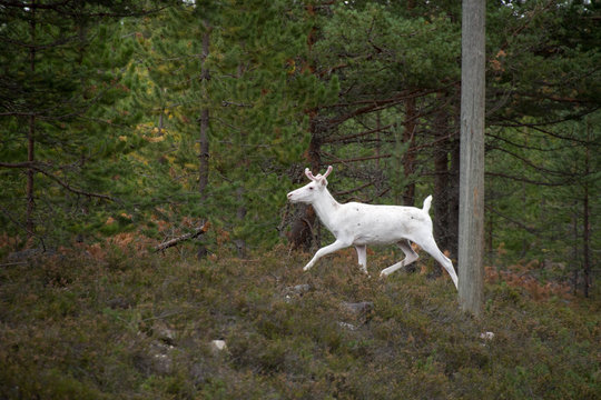 Albine Reindeer
