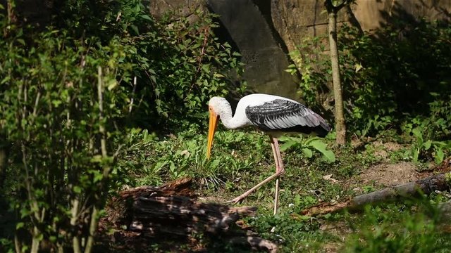 The stork bird (latin name mycteria leucocephala) is standing in the river. Big stork bird with yellow beak and white feathers living in Asia.