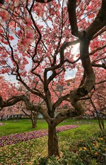 Magnolienblüte im Würzburger Kaisergarten