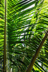 Obraz na płótnie Canvas Close up palm branch