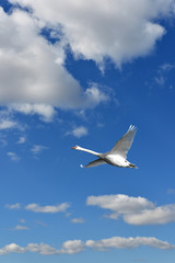 Heavenly landscape. Mute swan (Cygnus olor) flying