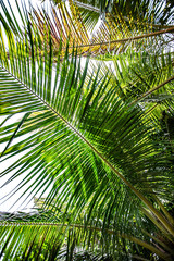Close up palm branch