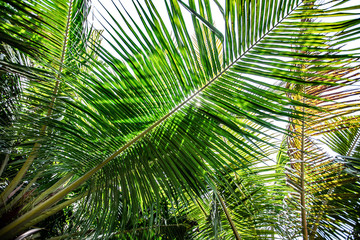 Fototapeta na wymiar Close up palm branch